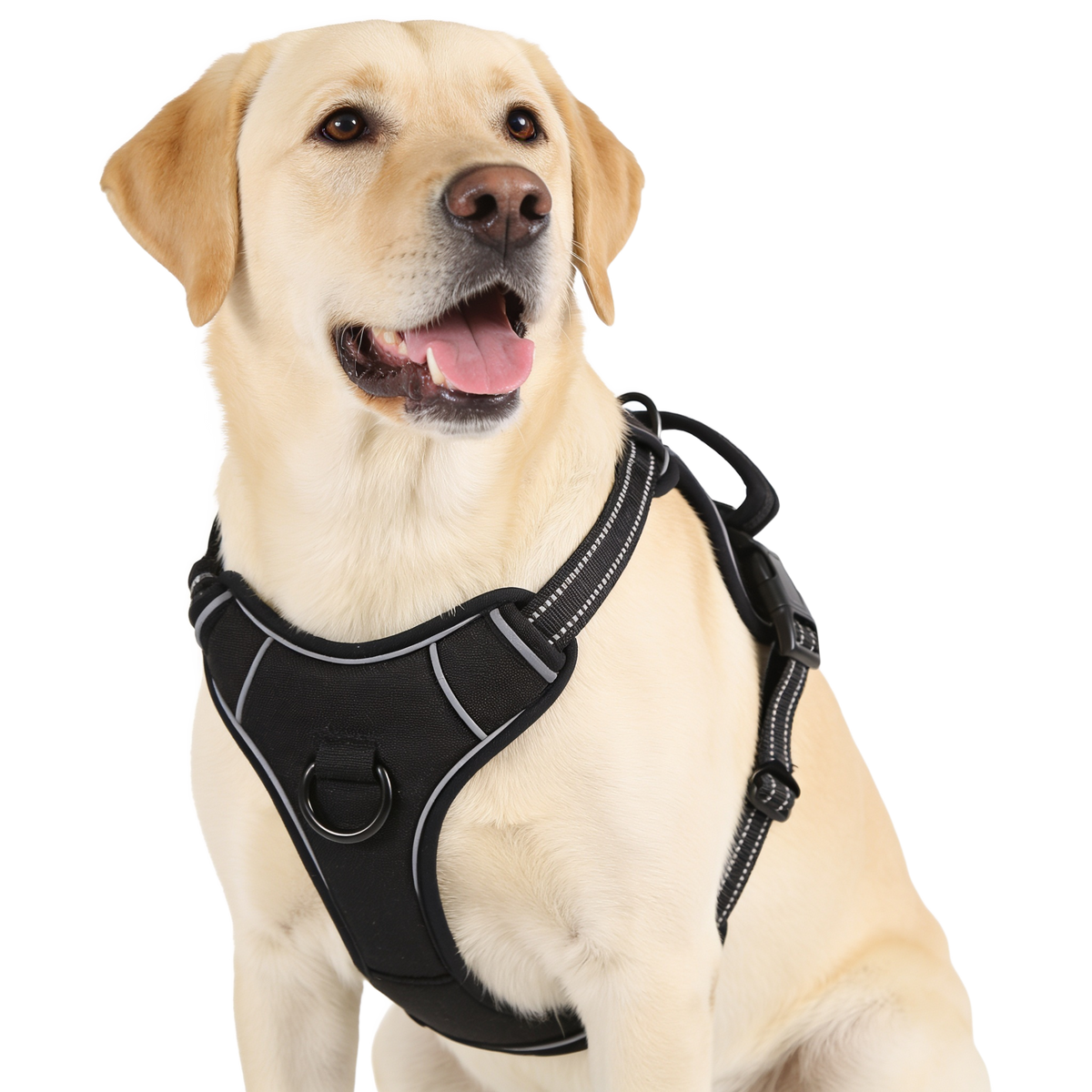 Yellow Labrador wearing the KindPet no-pull harness