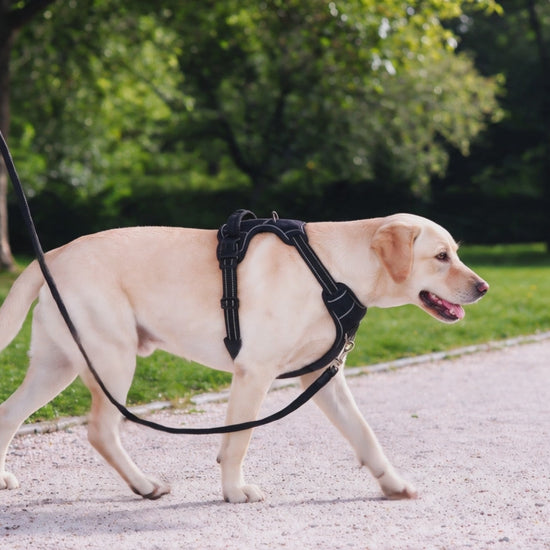 Yellow Labrador walking calmly on a park path wearing the KindPet no-pull harness, leash clipped to the front chest ring