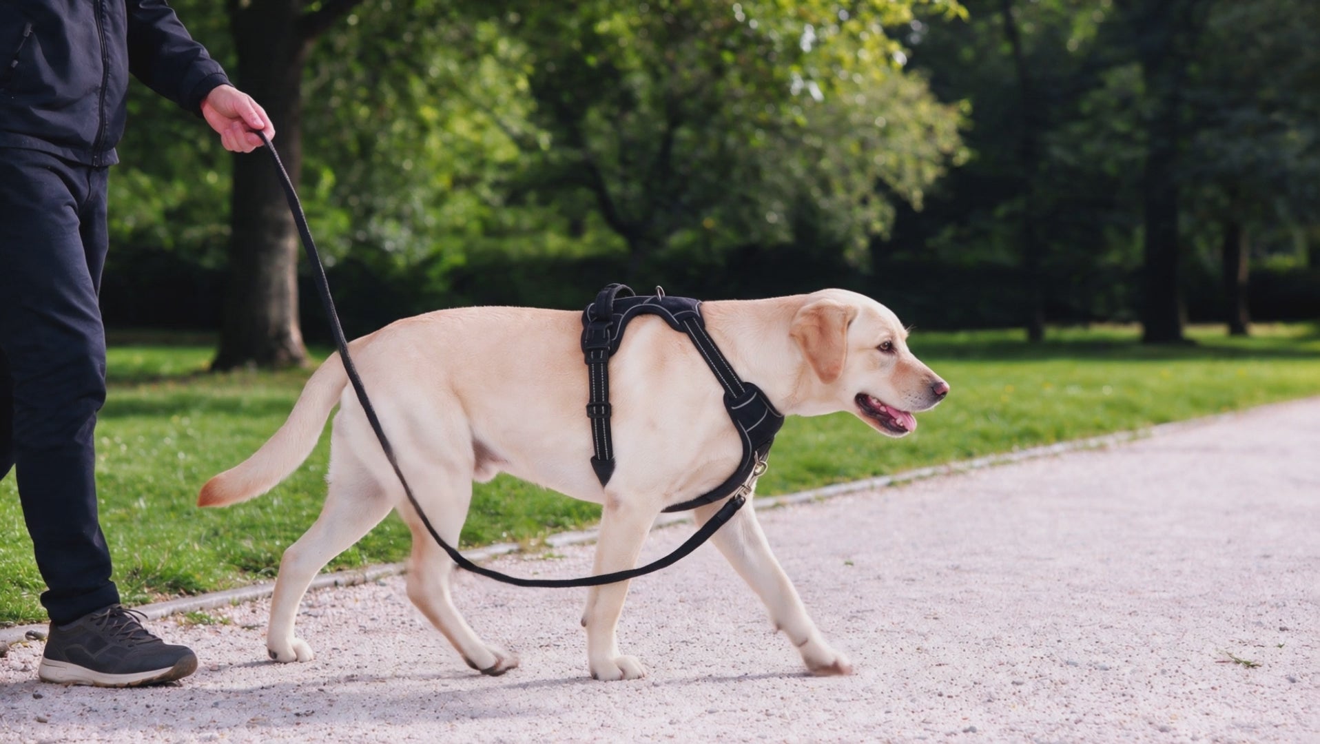 Yellow Labrador walking calmly on a park path wearing the KindPet no-pull harness, leash clipped to the front chest ring